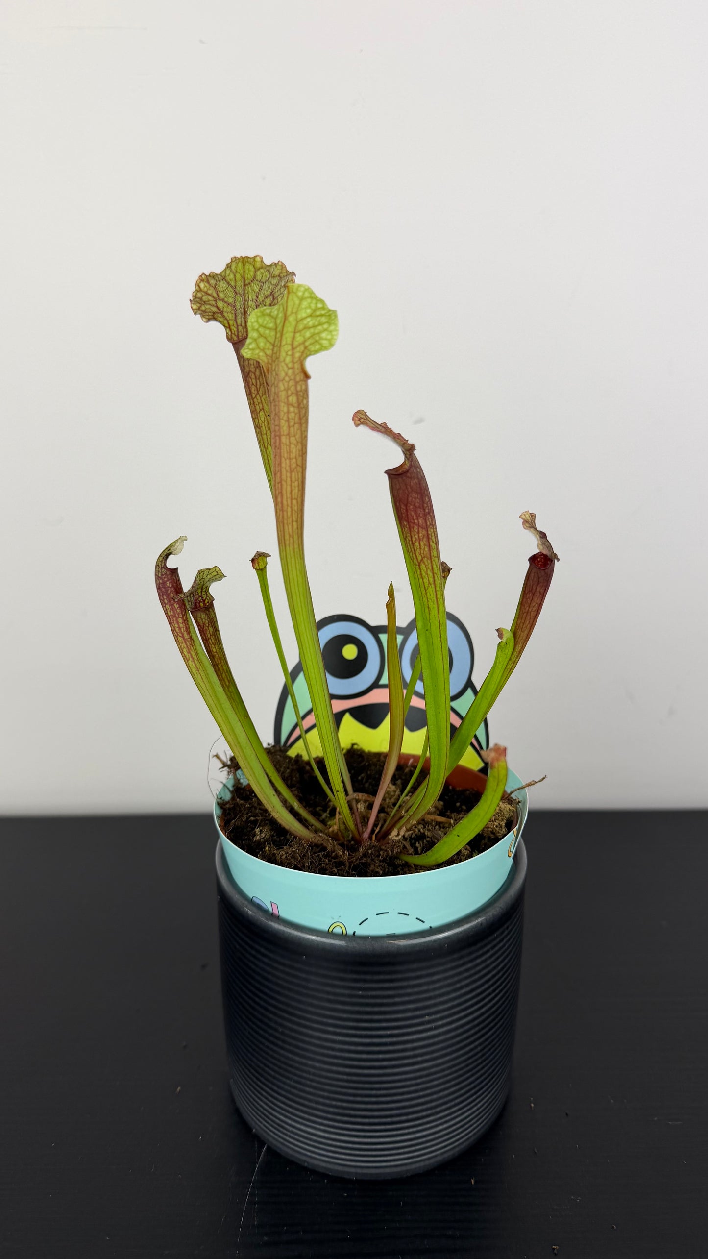Sarracenia 4