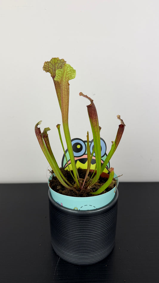Sarracenia 4