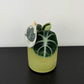 Alocasia Ninja