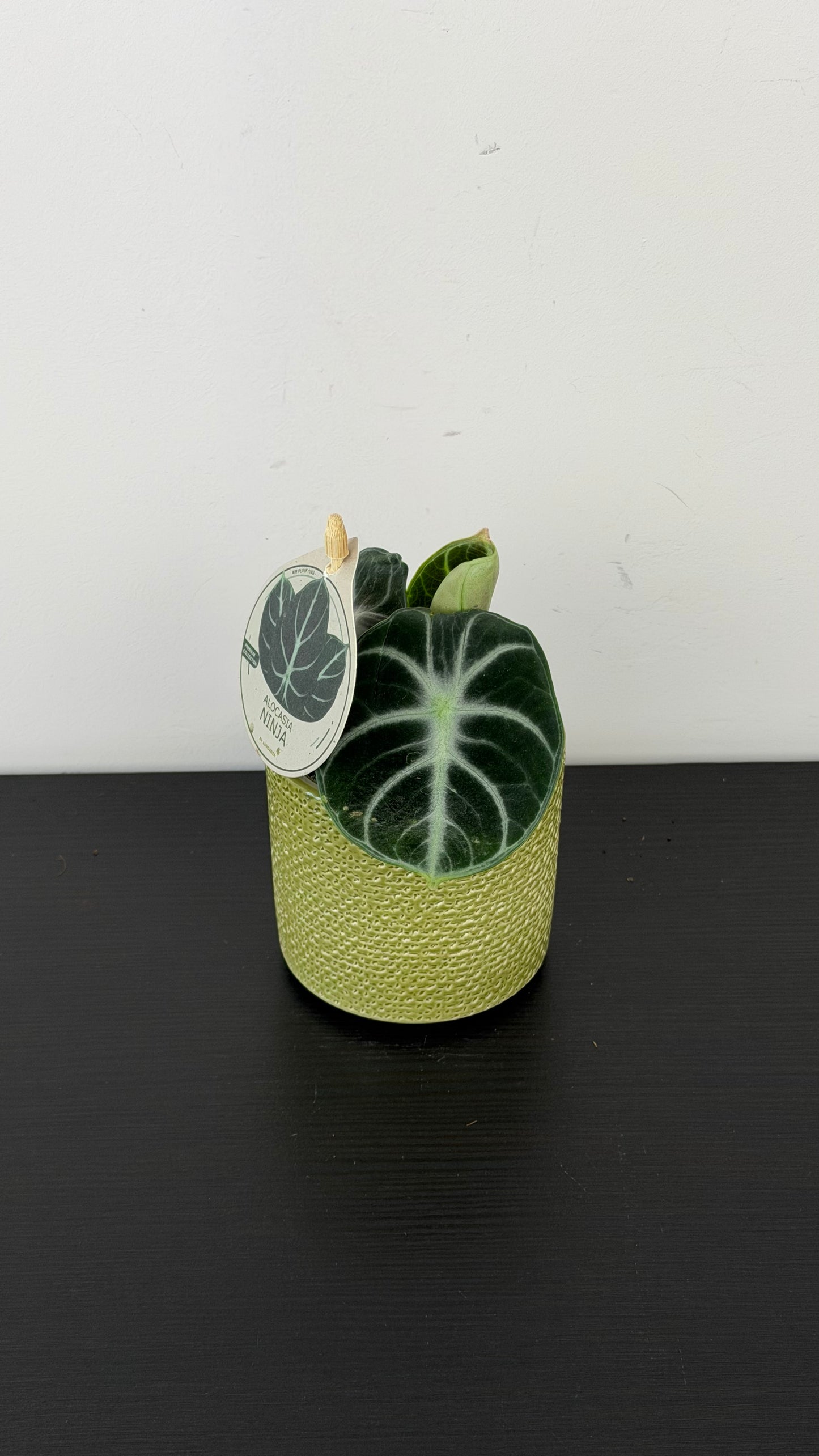 Alocasia Ninja