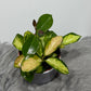Hoya Australis Lisa