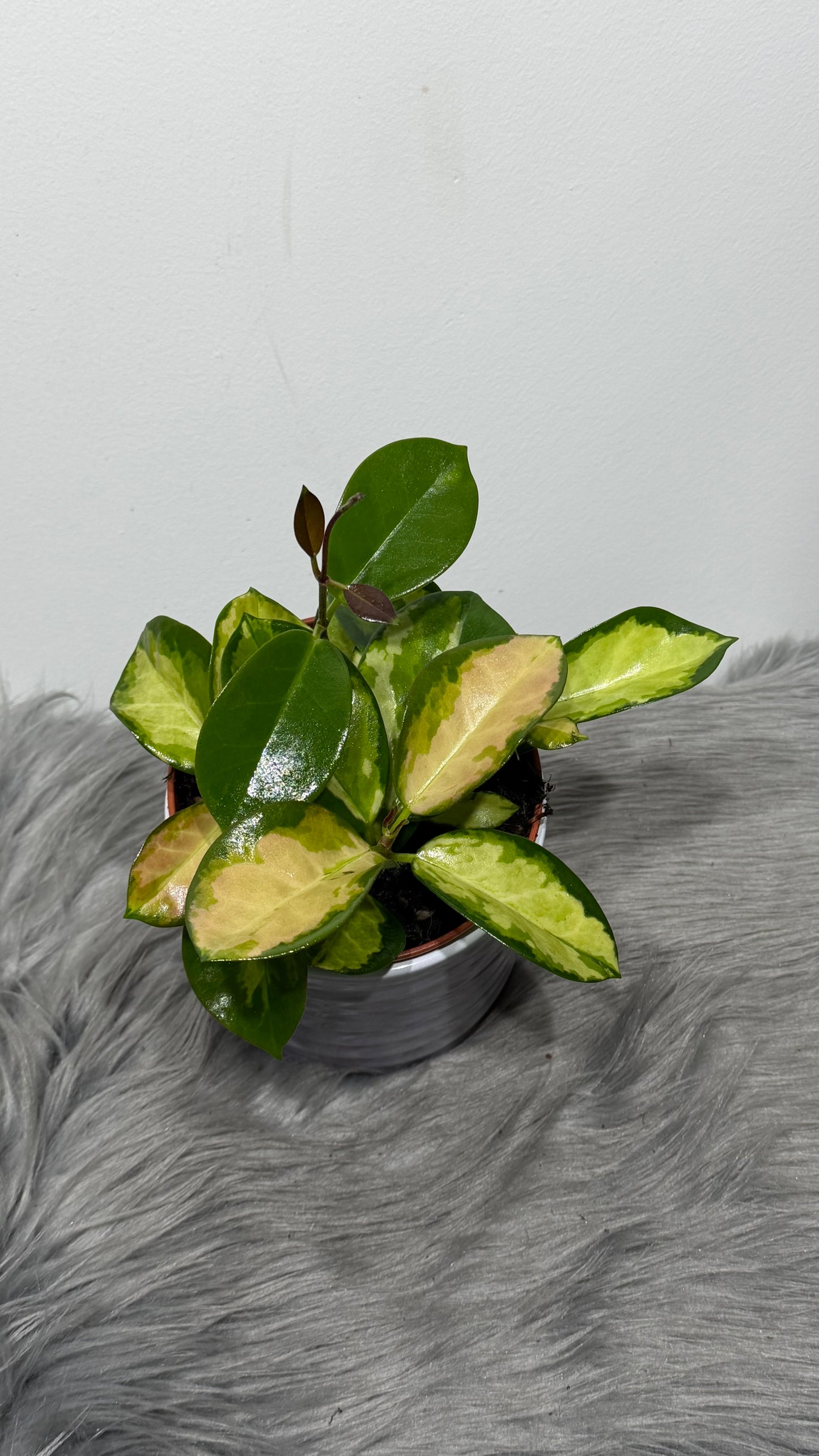 Hoya Australis Lisa