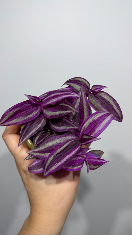 Tradescantia Pink Paradise