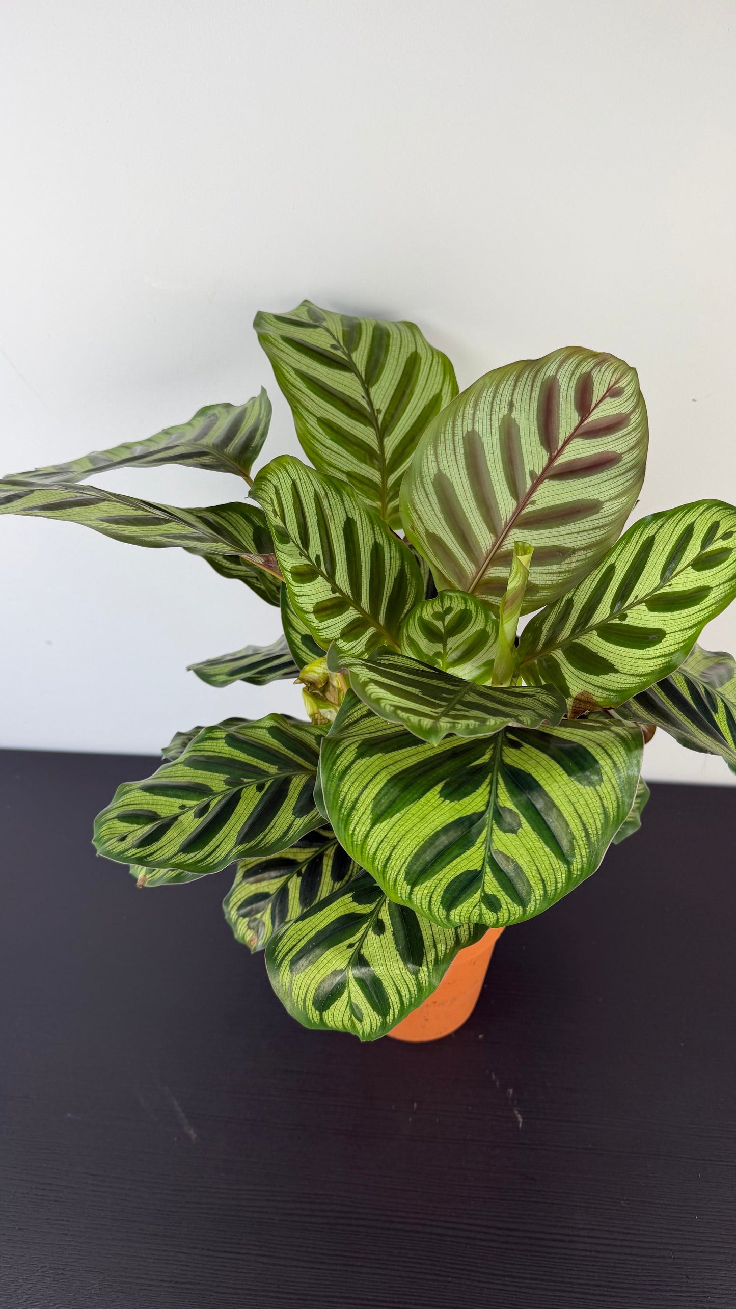 Calathea Makoyana