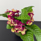 Streptocarpus 4