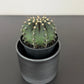 Gymnocalycium Green