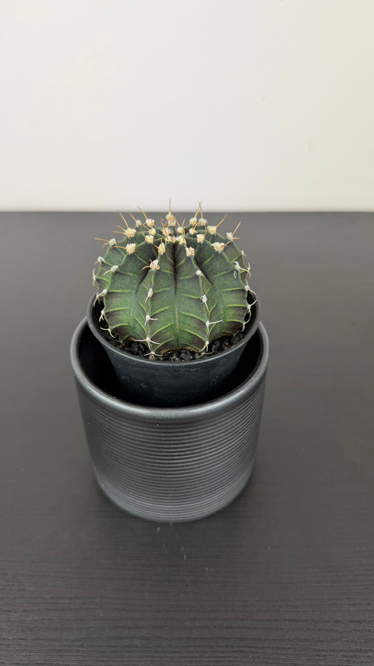 Gymnocalycium Green