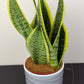 Sansevieria Futura Superba