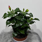 Hibiscus rose