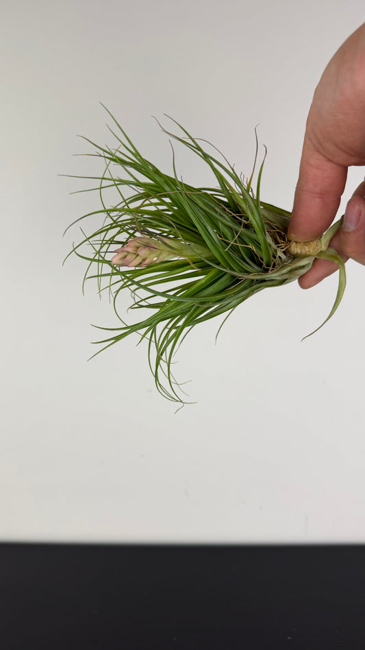 Tillandsia Air plant 5