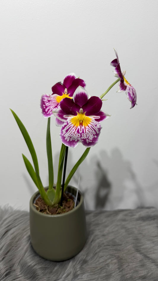 Miltoniopsis 3