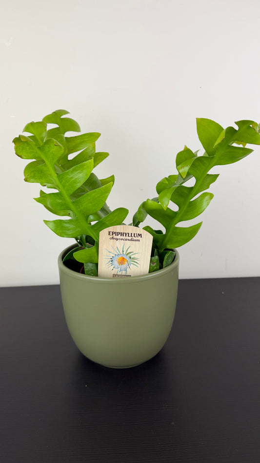 Epiphyllum Chrysocardium