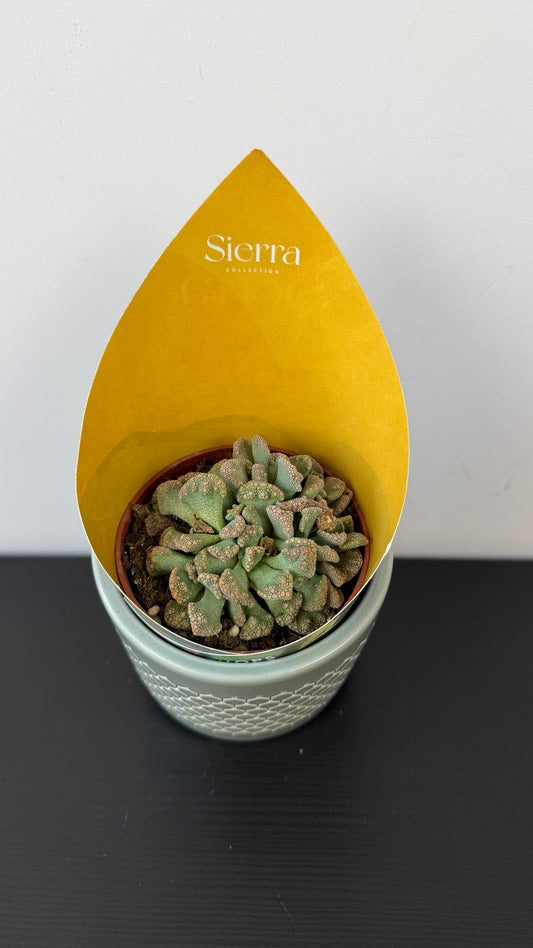 Lithops 4