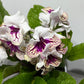 Streptocarpus 1