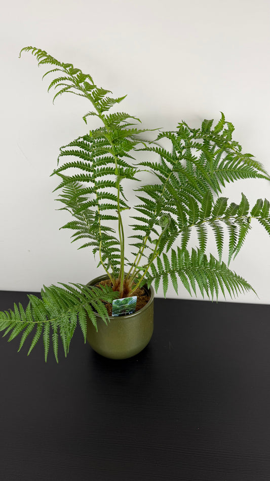 Dicksonia Antarctica