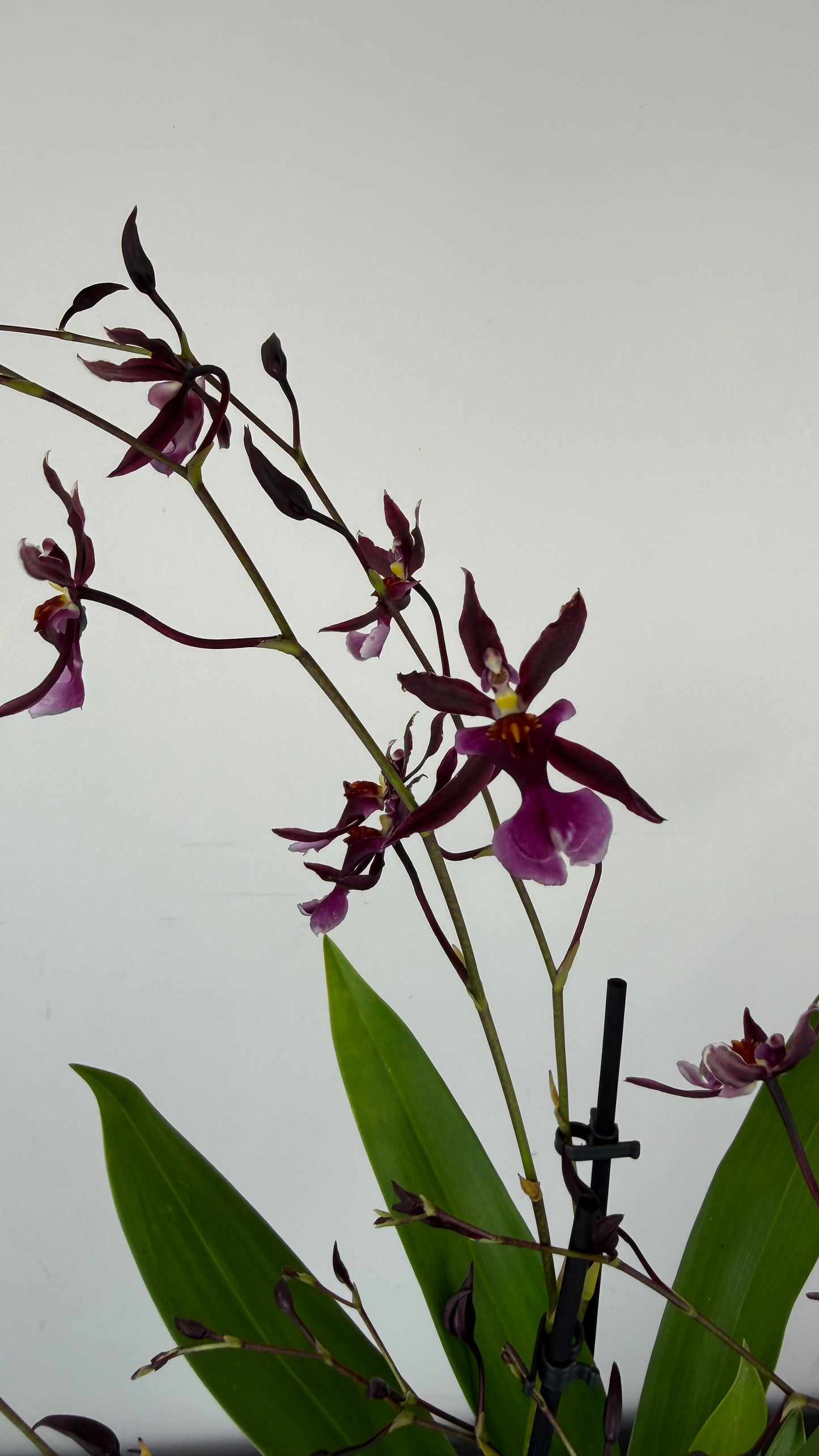 Oncidium Katerina Zoch