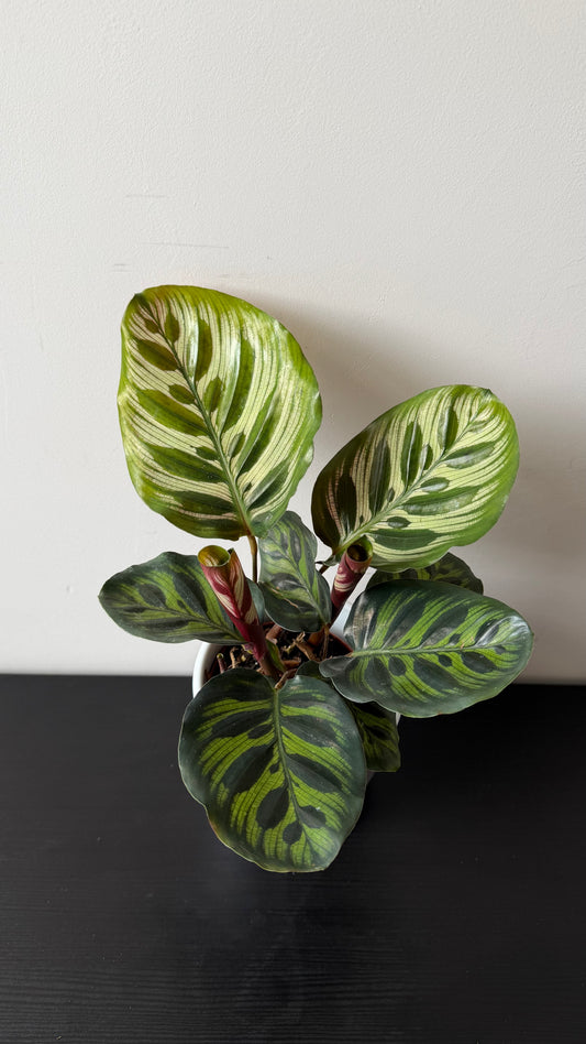 Calathea Makoyana