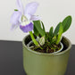 Cattleya 2