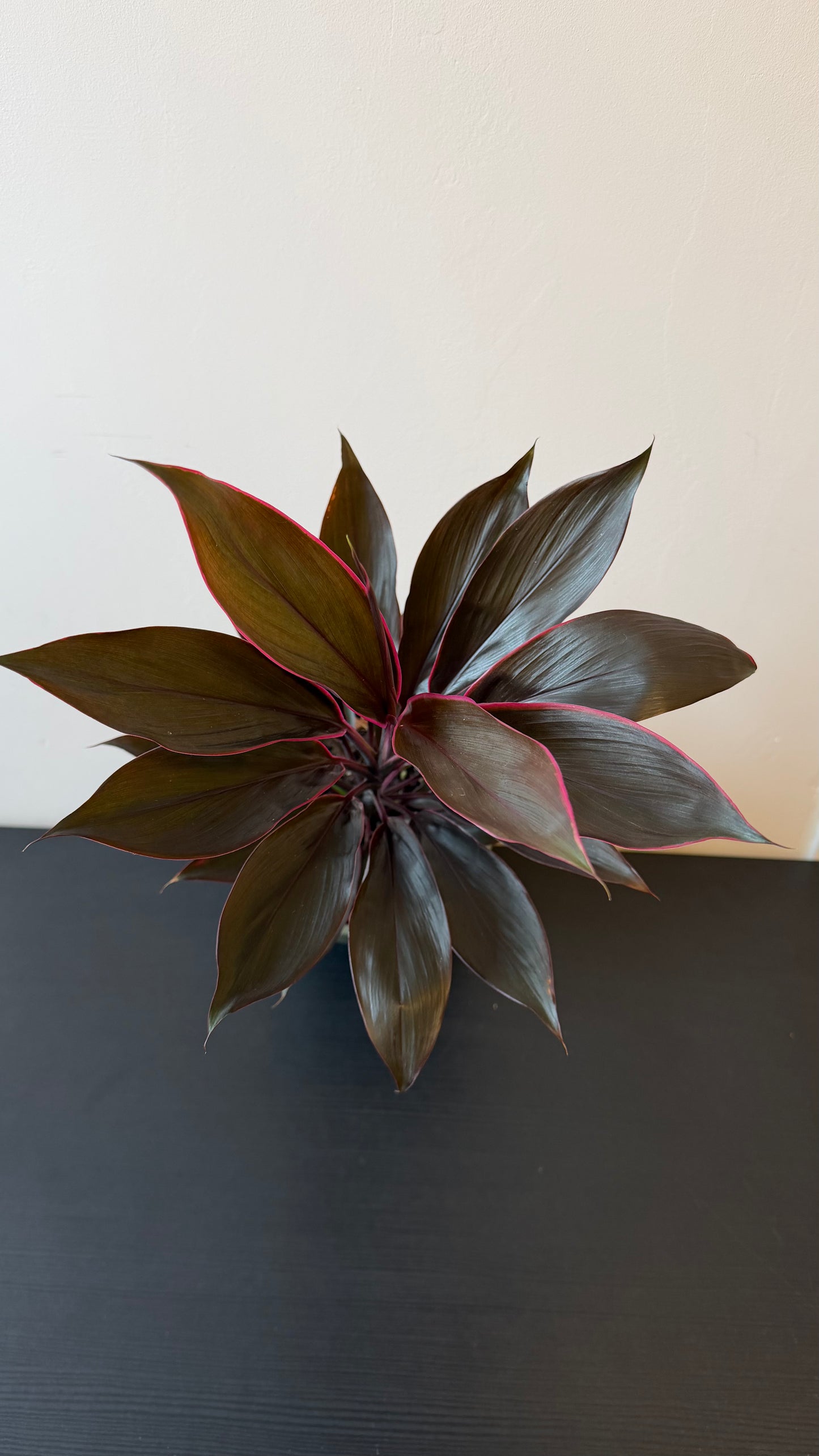 Cordyline 4