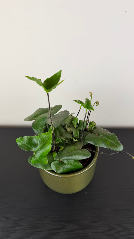 Hemionitis Arifolia