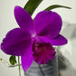 Cattleya 1