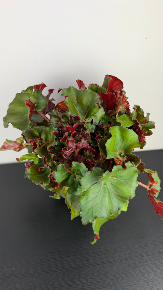 Begonia 12