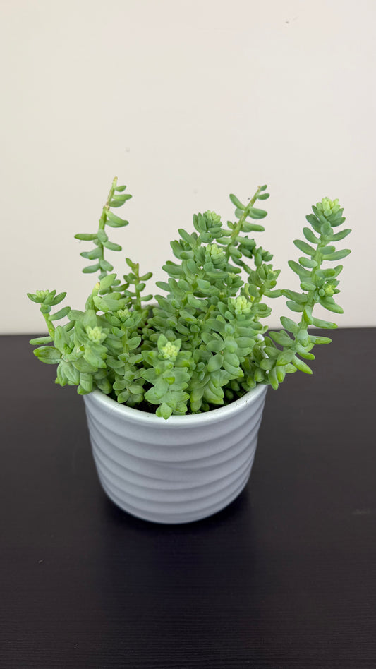Sedum burrito