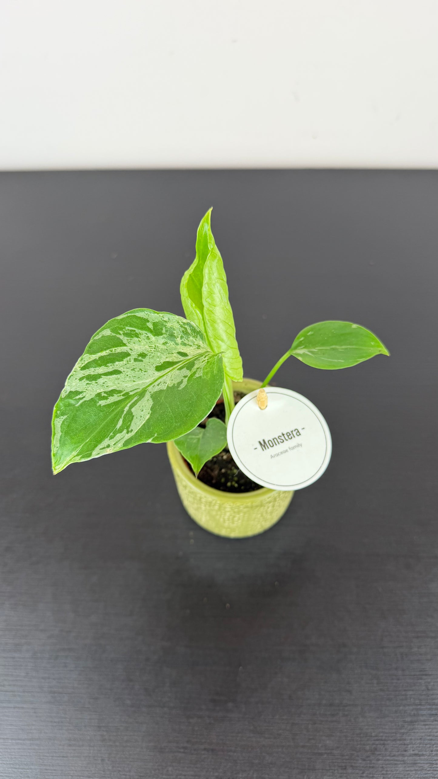 Monstera deliciosa Bulbasaur