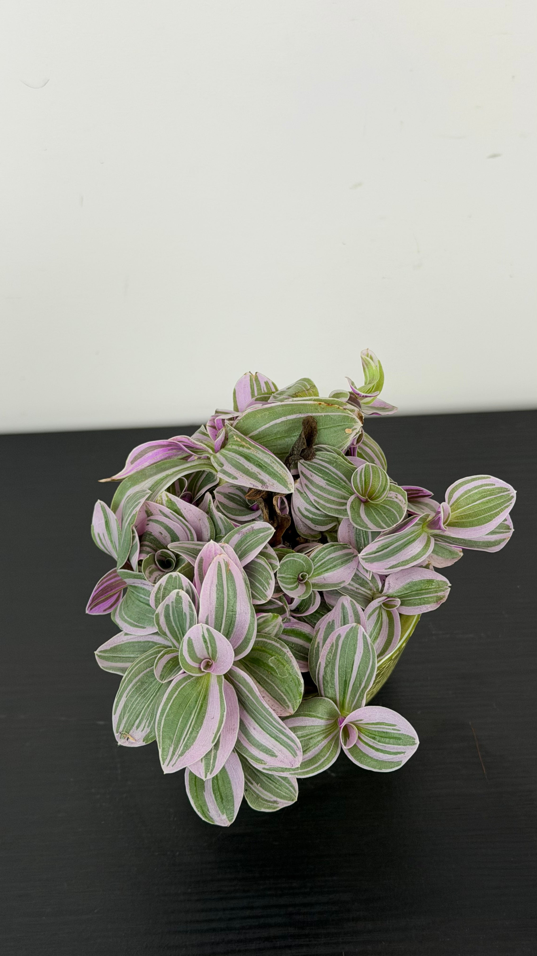 Tradescantia Sweetness – www.augi-plants.lv