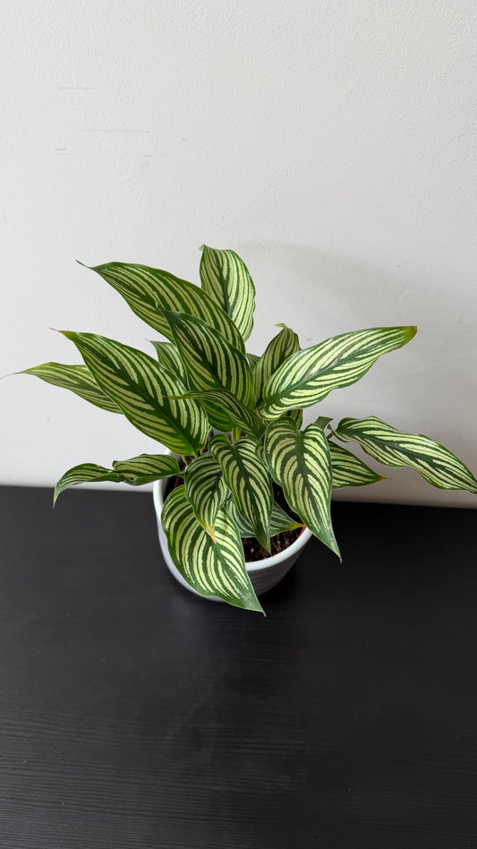 Calathea Vittata