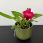 Cattleya 1