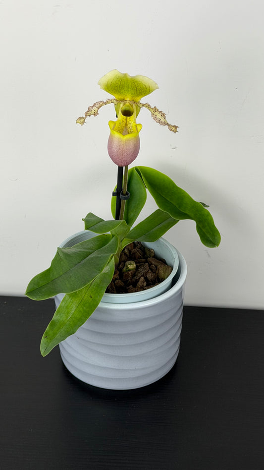 Paphiopedilum