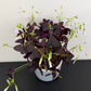 Oxalis