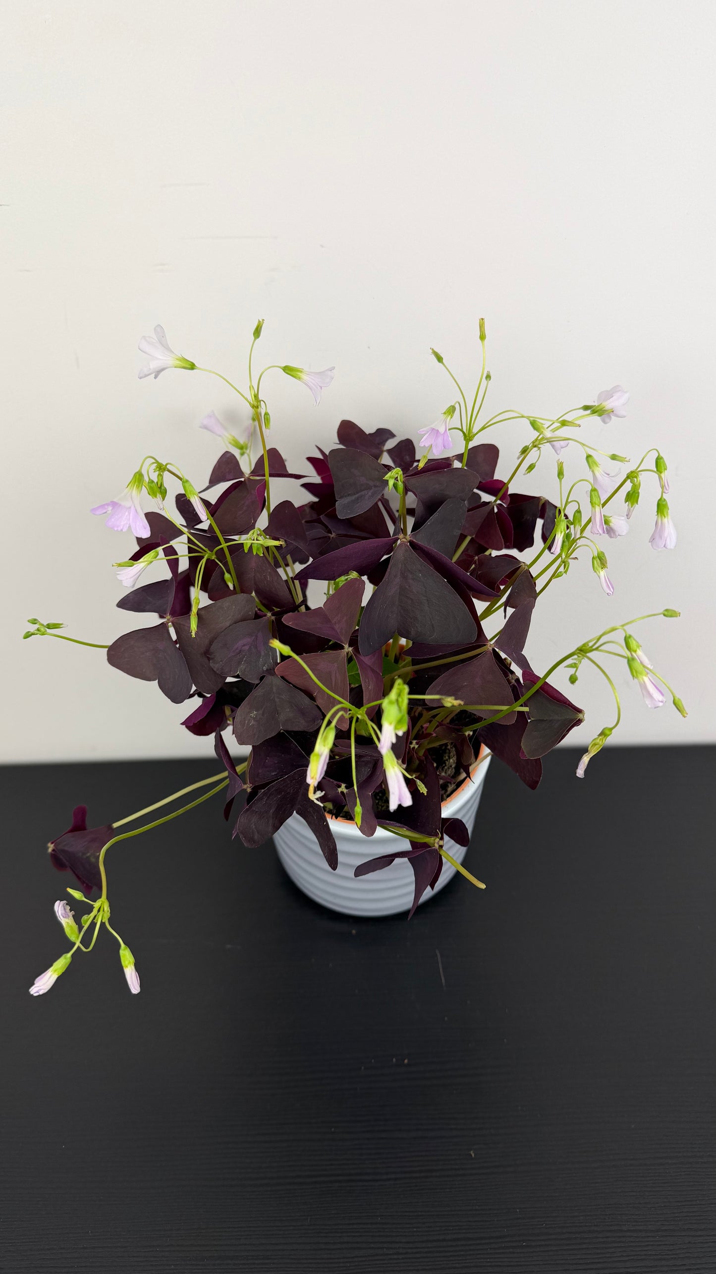 Oxalis