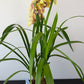 Cymbidium 1