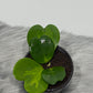 Hoya Kerrii