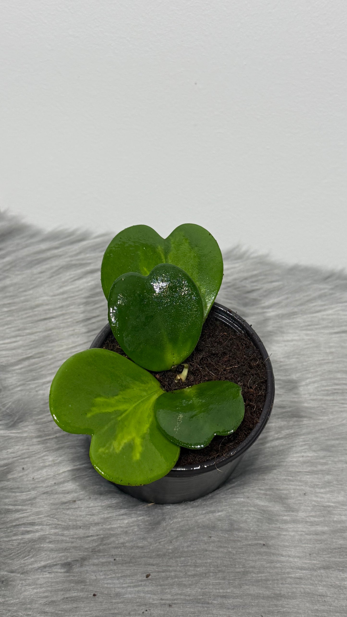 Hoya Kerrii