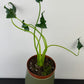Alocasia Triangularis