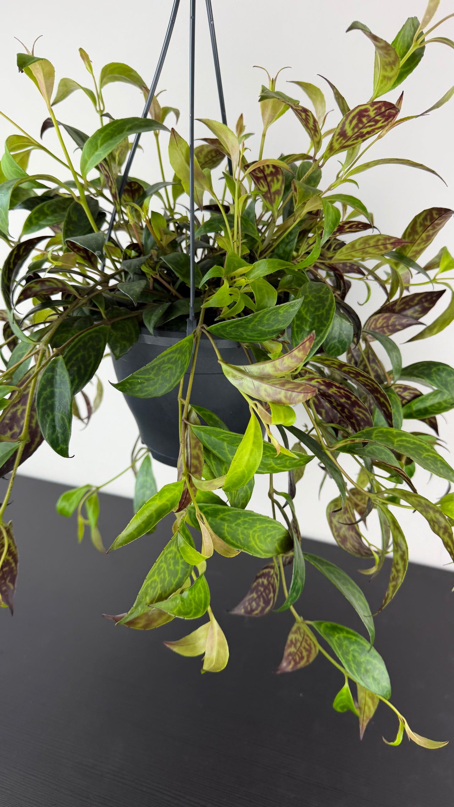Aeschynanthus Marmoratus