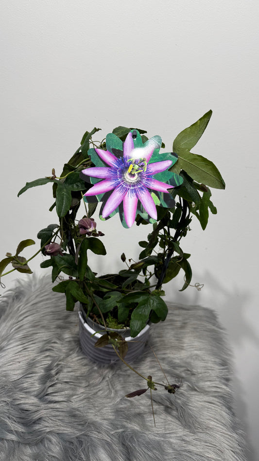 Passiflora 2