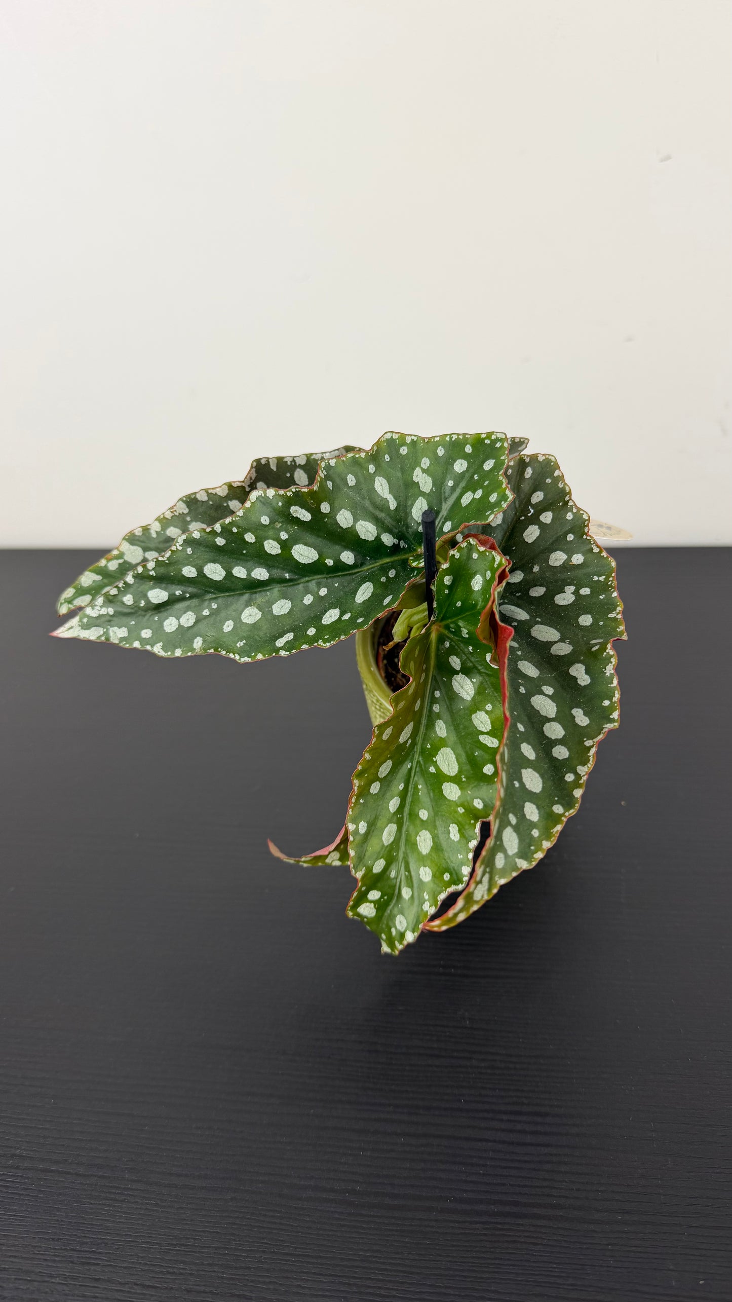 Begonia Angel Wings 4