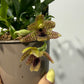 Promenaea Sunlight 7