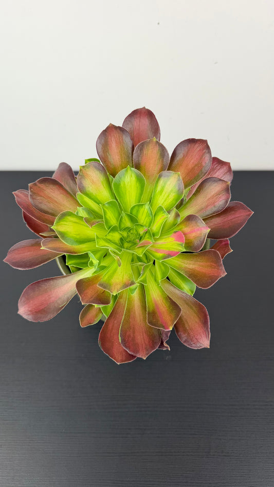 Aeonium 7