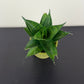 Sansevieria Pineapple