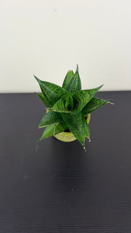 Sansevieria Pineapple
