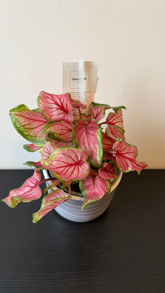 Caladium 1