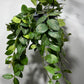 Aeschynanthus Monarda Lisa/ Lipstick plant