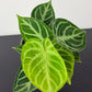 Anthurium crystallinum 'Silver Blush'