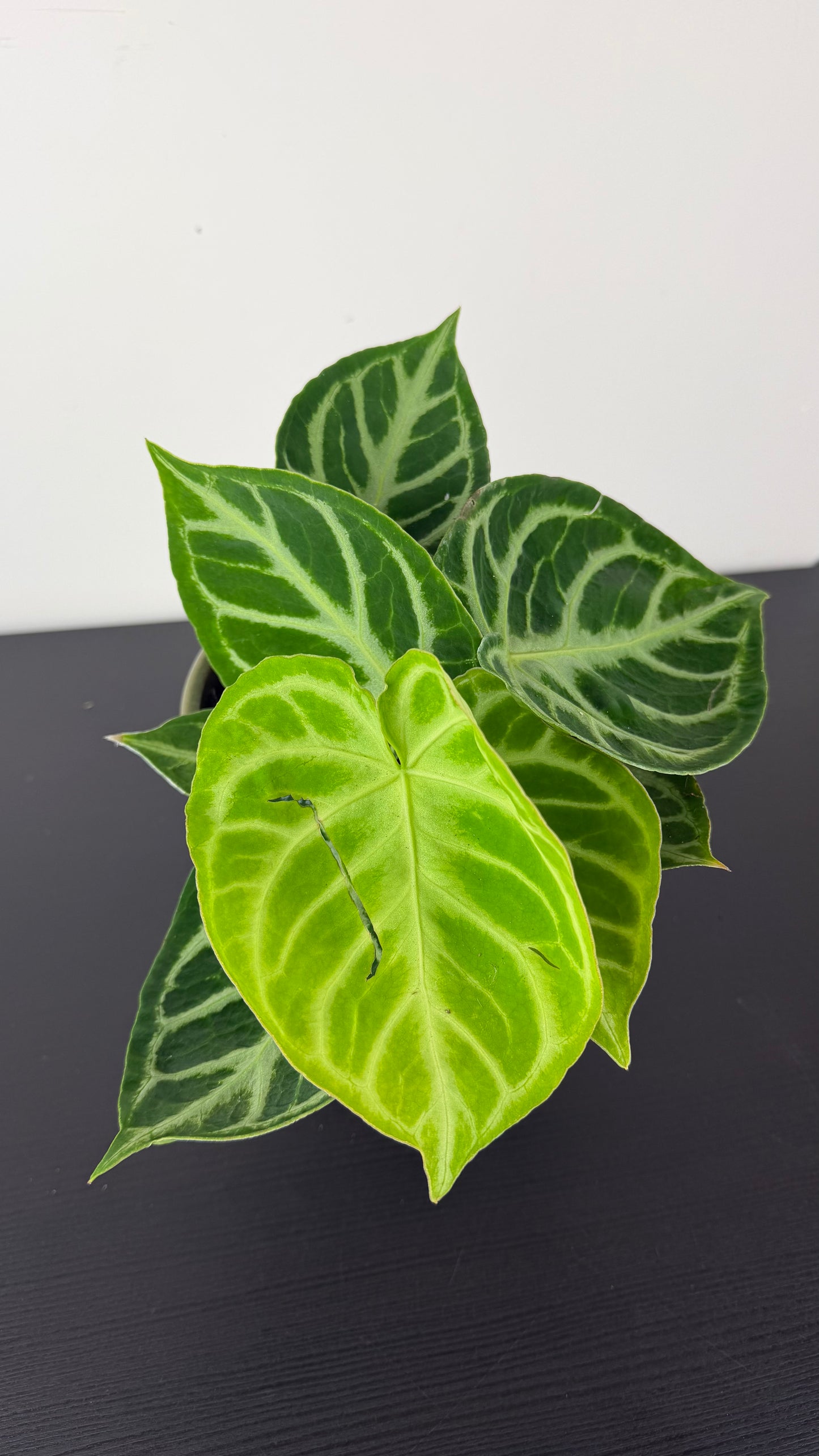 Anthurium crystallinum 'Silver Blush'