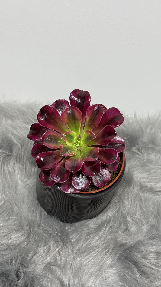 Aeonium Medusa